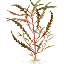 Online Tropica Hygrophila Pinnatifida 1-2-GROW Akvarieplanter