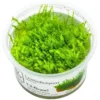 New Tropica Leptodictyum riparium 1-2-Grow Akvarieplanter|Terrarieplanter