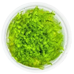 New Tropica Leptodictyum riparium 1-2-Grow Akvarieplanter|Terrarieplanter
