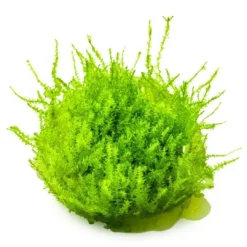 New Tropica Leptodictyum riparium 1-2-Grow Akvarieplanter|Terrarieplanter