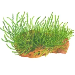 New Tropica Leptodictyum riparium 1-2-Grow Akvarieplanter|Terrarieplanter