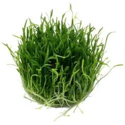 Clearance Tropica Lilaeopsis brasiliensis 1-2-GROW Akvarieplanter
