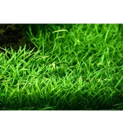 Clearance Tropica Lilaeopsis brasiliensis 1-2-GROW Akvarieplanter
