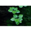 Tropica Limnobium laevigatum 1-2-GROW Akvarieplanter