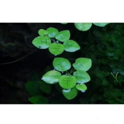 Tropica Limnobium laevigatum 1-2-GROW Akvarieplanter