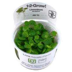 Tropica Limnobium laevigatum 1-2-GROW Akvarieplanter