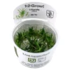 Hot Tropica Littorella uniflora 1-2-GROW x 3 Akvarieplanter