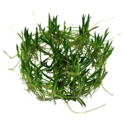 Hot Tropica Littorella uniflora 1-2-GROW x 3 Akvarieplanter