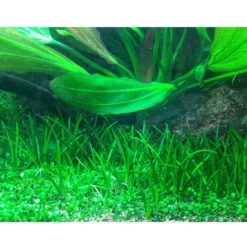 Hot Tropica Littorella uniflora 1-2-GROW x 3 Akvarieplanter