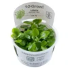 New Tropica Lobelia cardinalis Mini 1-2-Grow Akvarieplanter