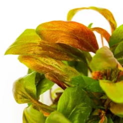 Discount Tropica Lysimachia parvifolia Red 1-2-Grow Akvarieplanter