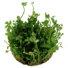 Hot Tropica Marsilea hirsuta 1-2-GROW x 3 Akvarieplanter