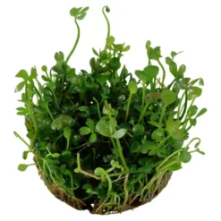 Hot Tropica Marsilea hirsuta 1-2-GROW x 3 Akvarieplanter