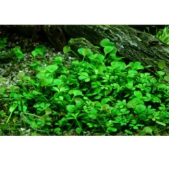 Hot Tropica Marsilea hirsuta 1-2-GROW x 3 Akvarieplanter