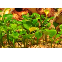 Hot Tropica Marsilea hirsuta 1-2-GROW x 3 Akvarieplanter