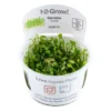 Tropica Marsilea minuta 1-2-GROW x 3 Akvarieplanter