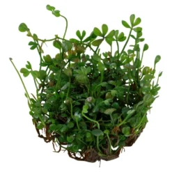 Tropica Marsilea minuta 1-2-GROW x 3 Akvarieplanter
