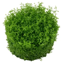 Tropica Micranthemum callitrichoides Cuba 1-2-GROW Akvarieplanter