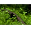 New Tropica Micranthemum Monte Carlo 1-2-Grow x 3 Akvarieplanter