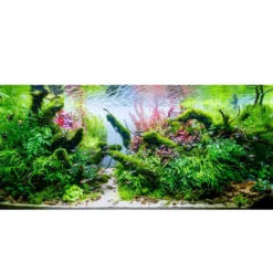 New Tropica Micranthemum Monte Carlo 1-2-Grow x 3 Akvarieplanter