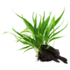 Best Tropica Microsorum Pteropus XS på trærod Akvarieplanter