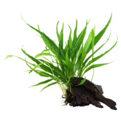 Best Tropica Microsorum Pteropus XS på trærod Akvarieplanter