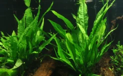Best Tropica Microsorum Pteropus XS på trærod Akvarieplanter