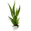Discount Tropica Microsorum Pteropus Akvarieplante i Clips Akvarieplanter