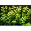 Outlet Tropica MiniPot Bacopa caroliniana Akvarieplanter