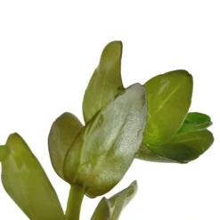 Outlet Tropica MiniPot Bacopa caroliniana Akvarieplanter