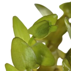 Outlet Tropica MiniPot Bacopa caroliniana Akvarieplanter