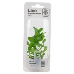 Outlet Tropica MiniPot Bacopa caroliniana Akvarieplanter