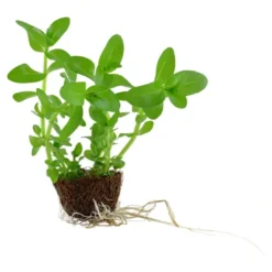 Outlet Tropica MiniPot Bacopa caroliniana Akvarieplanter