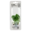 Online Tropica MiniPot Limnophila sessiliflora Akvarieplanter