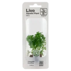 Online Tropica MiniPot Limnophila sessiliflora Akvarieplanter