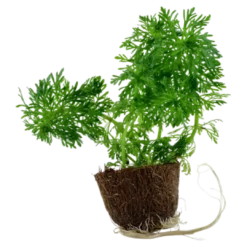 Online Tropica MiniPot Limnophila sessiliflora Akvarieplanter
