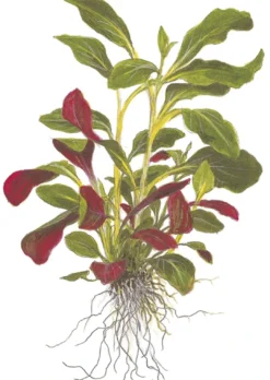Clearance Tropica Minipot Lobelia cardinalis Akvarieplanter