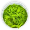 Clearance Tropica Monosolenium tenerum 1-2-GROW Akvarieplanter