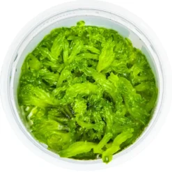 Clearance Tropica Monosolenium tenerum 1-2-GROW Akvarieplanter