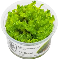 Clearance Tropica Monosolenium tenerum 1-2-GROW Akvarieplanter