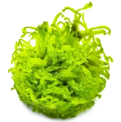 Clearance Tropica Monosolenium tenerum 1-2-GROW Akvarieplanter