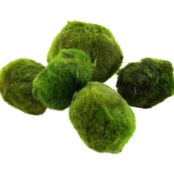 Clearance Tropica Moskugler (Aegagrophila linnaei) Vandbehandlingsprodukter Til Ferskvandsakvarier|Akvarieplanter