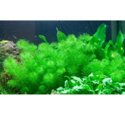 Discount Tropica Myriophyllum Guyana Mini 1-2-GROW Akvarieplanter