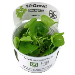 Outlet Tropica Nymphoides hydrophylla Taiwan 1-2-GROW Akvarieplanter