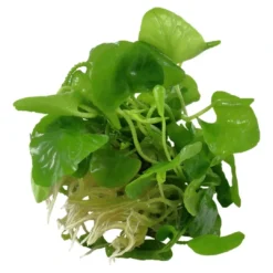 Outlet Tropica Nymphoides hydrophylla Taiwan 1-2-GROW Akvarieplanter