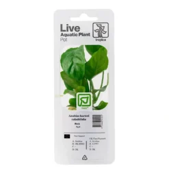 Discount Tropica PCS Pot Anubias barteri caladiifolia x 3 Akvarieplanter