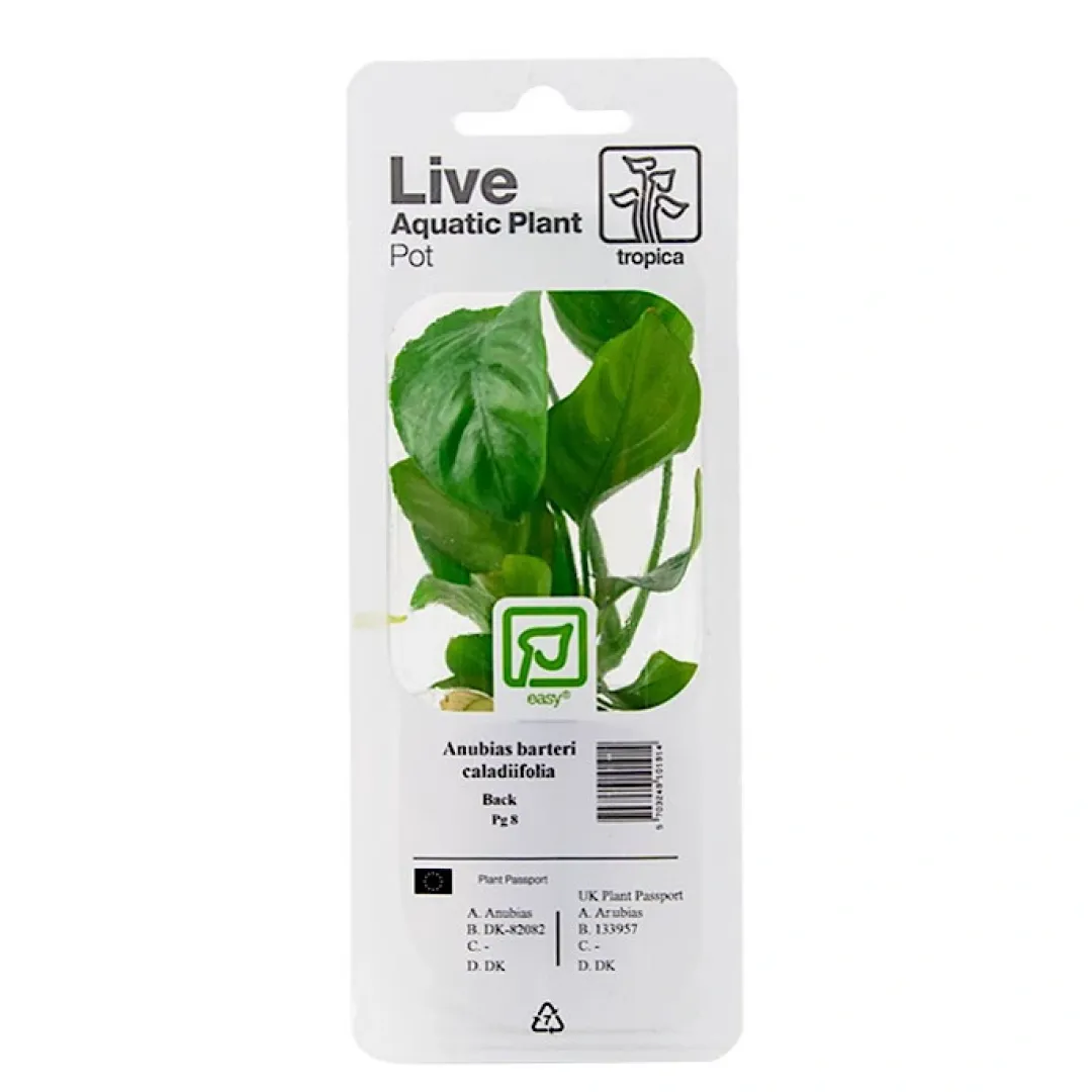 Discount Tropica PCS Pot Anubias barteri caladiifolia x 3 Akvarieplanter