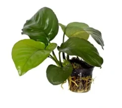 Discount Tropica PCS Pot Anubias barteri caladiifolia x 3 Akvarieplanter