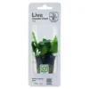 New Tropica PCS Pot Anubias Barteri Nana x 3 Akvarieplanter