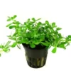 Tropica PCS Pot Bacopa Compact x 3 Akvarieplanter